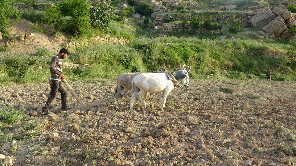 chyay shngal (2)