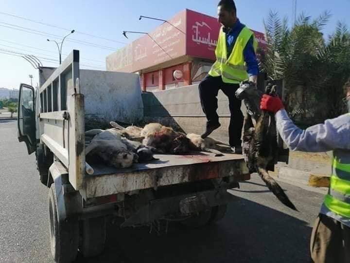 السائبة 1