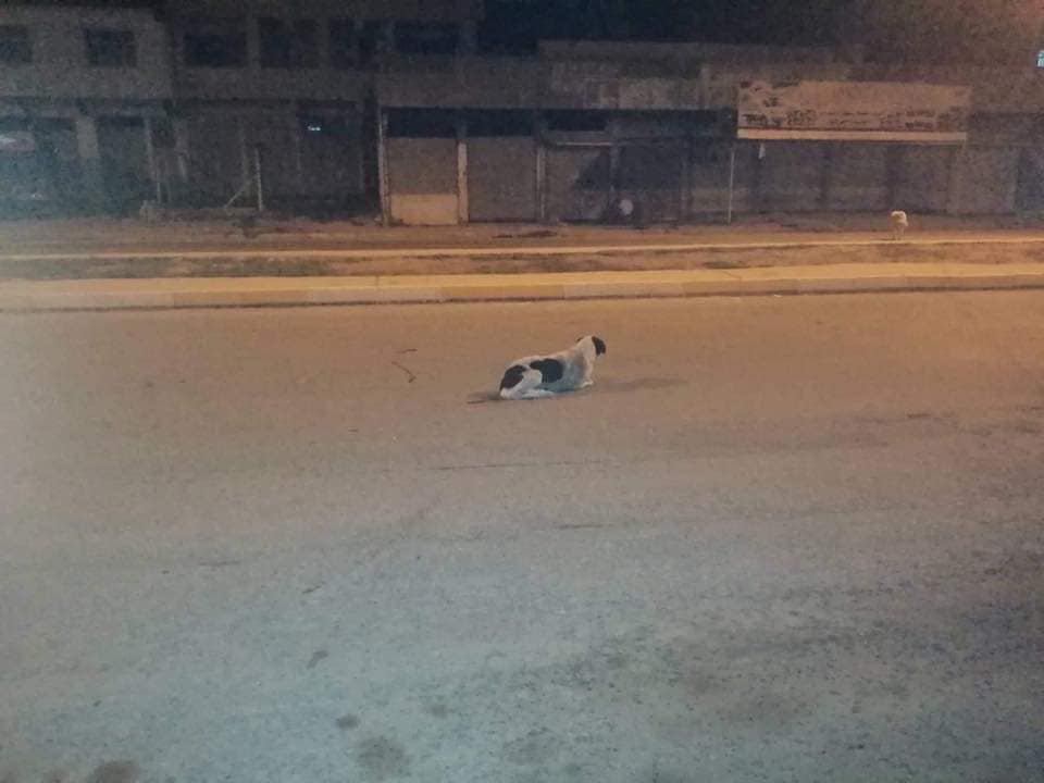 السائبة4