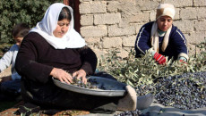 Zeytin kaynaklarının içinde<br>Corona, Başik azınlıkların işini zayıflattı