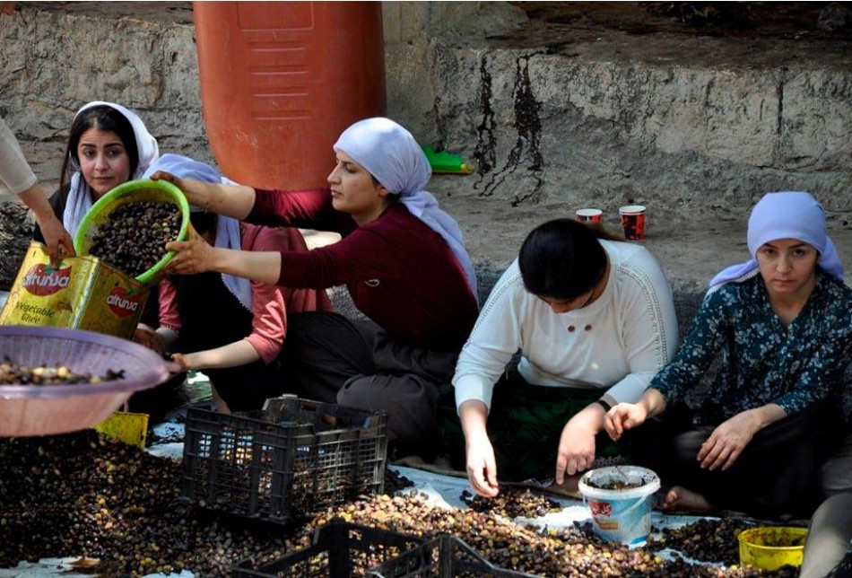 Harvesting olives at Ezidis' Lalish temple