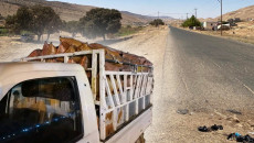 Shingal (Sinjar) trees turned into firewood