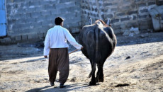 سێ جوتیار برینداربون<br>بەهۆی گامێش-ەوە شەڕە تەقە دروستبوو