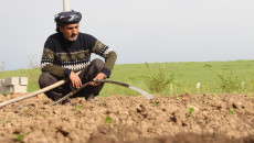 Iraqi government to buy wheat crops from farmers in the disputed areas