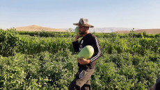 Security checkpoints give Shingal farmers hard time