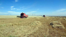 الجفاف يقضي على محاصيل الحبوب في سنجار