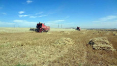 Shingal’s rainfed crop drops to 1/6