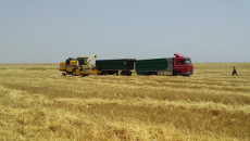 Heavy rainfall and hailstorm damage wheat crops of 120 farmers in Sinjar