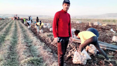 Tarım işçisi Ezidi genç, Musul Hukuk Fakültesi’nde birinci oldu