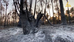 خاوەن باخێكی خورما لە خانەقین: هەفتەیەكە ناتوانم بخەوم، هەموو باخەكەیان سوتاندم