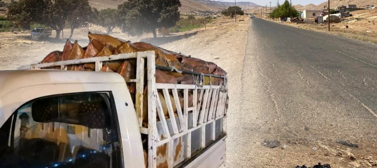 Shingal (Sinjar) trees turned into firewood