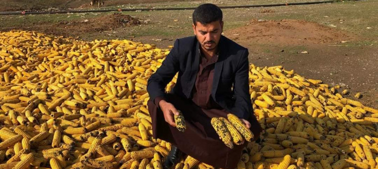 تطمينات لفلاحي الذرة في كركوك باستلام محاصيلهم وتسويقها رغم تلف اغلبها