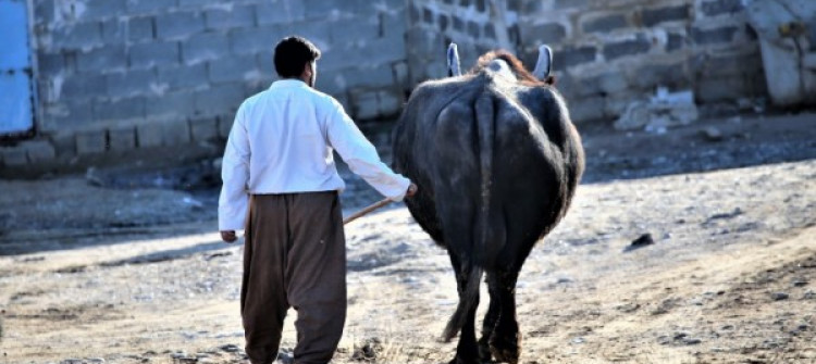 سێ جوتیار برینداربون<br>بەهۆی گامێش-ەوە شەڕە تەقە دروستبوو