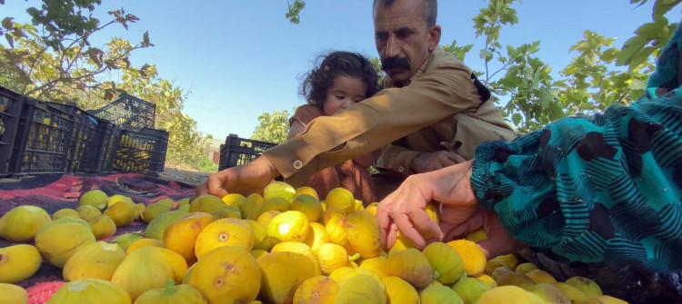 محصول التين في داقوق يتراجع للنصف