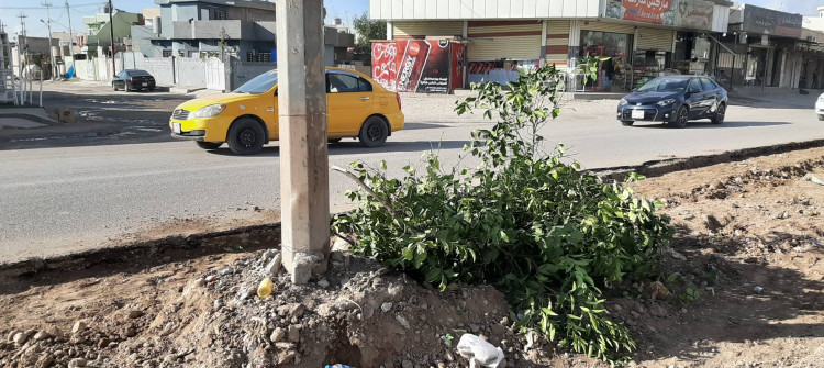 قطع اكثر من 300 شجرة لانشاء رصيف كونكريتي في كركوك