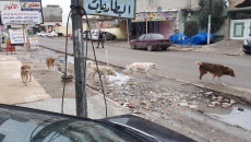 Wild dogs are given poisonous foods in Mosul