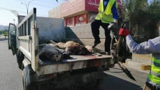 فرق مختصة تنفذ حملة للتخلص من "الكلاب" في الموصل