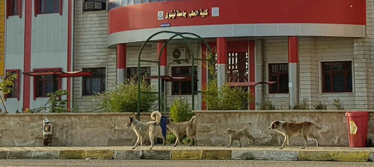 الكلاب السائبة.. إرهاب من نوع اخر يهدد الموصل