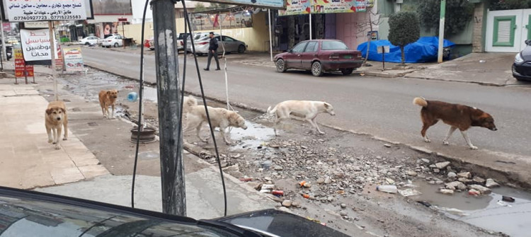 Wild dogs are given poisonous foods in Mosul