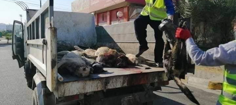 فرق مختصة تنفذ حملة للتخلص من "الكلاب" في الموصل