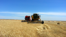 Kirkuk local administration resumes purchasing grains of farmers