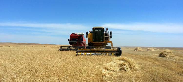Kirkuk local administration resumes purchasing grains of farmers