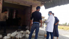 'Spread of swine flu kept secret in Mosul'