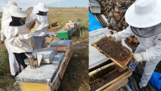 Honey production booms as bees return to Shingal