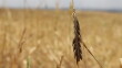 Agriculture in Tilkef on brink of disaster