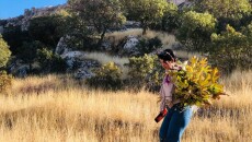 Some life back to fig and olive trees of war-torn Shingal (Sinjar)