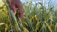 Fungal disease hits 27,000 hectares of wheat crop within weeks in Kirkuk