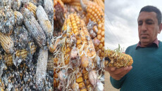 Kerkük'te binlerce ton mısır mahsulü tehdit altında