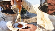 Shingal (Sinjar) develops the “sweet” profession