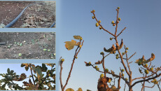 Thousands of Shingal's (Sinjar) fig trees wilting