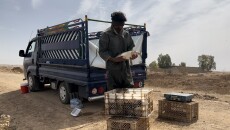 Kirkuk administration divided over Daquq fish farming ponds