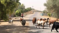 Poultry manure: emergency alternative fodder with disastrous repercussions