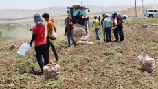 Hükümetin tutumu Başikalı patates üreticilerini vurdu