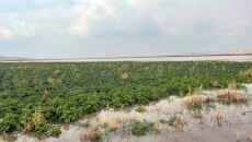 Mosul Dam Surplus Submerges Dozens of Farms, No Compensation in Sight