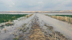 مياه سد الموصل دمرت المحاصيل ولا تعويضات تُذكر.. عشرات المزارعين متفاجئون