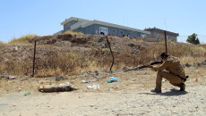 Stray Dogs Out of Government Control<br>One Injury at Least Every Three Days