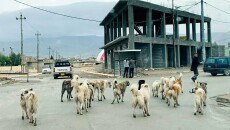 Shingal (Sinjar): Street dogs attack 23 people during April