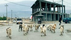 Şengal “Başıboş köpekler” ile boğuşuyor...