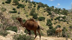 حوشترەكانی نەینەوا لە دهۆكن<br>لێكەوتەكانی گۆڕانی كەشوهەوا ئاژەڵداران ناچار بە كۆچ دەكات