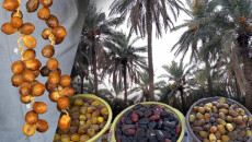 باخەوانان بێئومێدبون<br>خورما بەناوبانگەكەی خانەقین؛ تێچوی بەرهەمهێنان لە فرۆش زیاترە