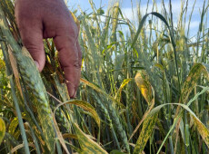 Fungal disease hits 27,000 hectares of wheat crop within weeks in Kirkuk