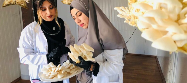 2 genç öğrenci istiridye mantarı üretiyor