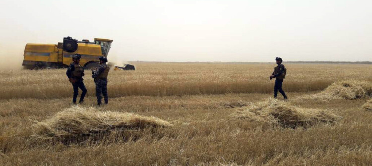 الجيش العراقي يسمح للمزارعين الكورد بحصاد محاصيلهم في آلتون كوبري.. "سركران" تنتظر