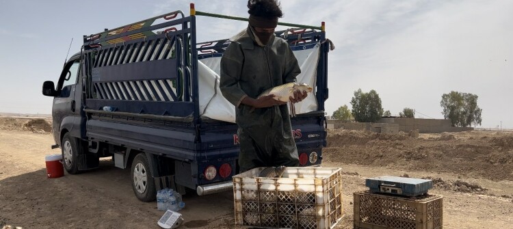 Kirkuk administration divided over Daquq fish farming ponds