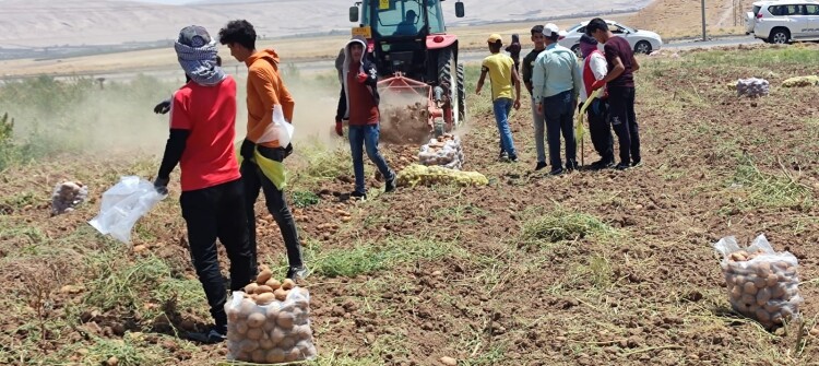 قازانج سەری مایە دەخوات<BR>پـەتـاتە؛ زیانی ملیۆنان دینار بە جوتیارانی باشیك دەگەیەنێت