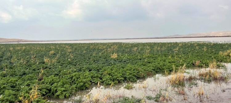 Mosul Dam Surplus Submerges Dozens of Farms, No Compensation in Sight
